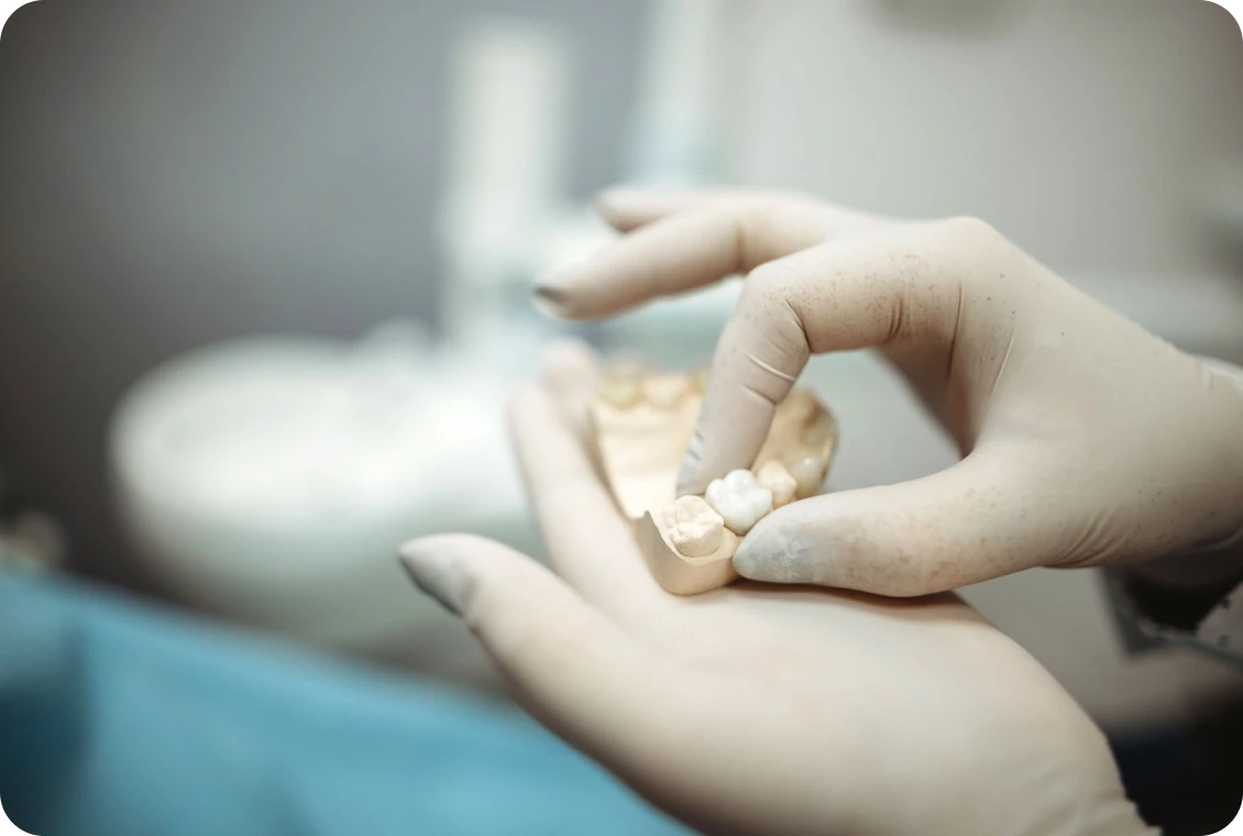 Dentist examining dental model with gloves
